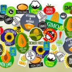 GM FOODS: IS IT A THREAT TO HUMAN HEALTH?