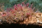 Osedax : The Whale-Bone-Eating Zombie Worm