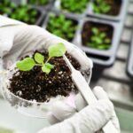 COULD THIS PLANT-BASED VACCINE PUT A STOP TO THE RAMPAGE OF COVID-19?