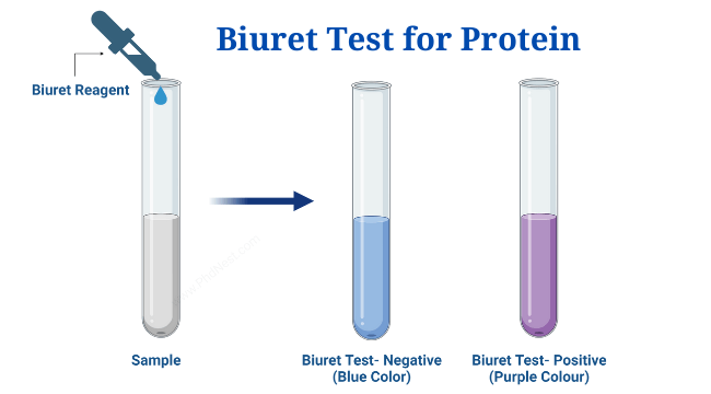 biuret assay