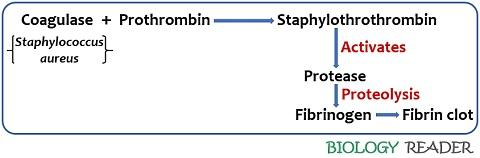 a short overview of the virulence properties of bacterial enzymes.