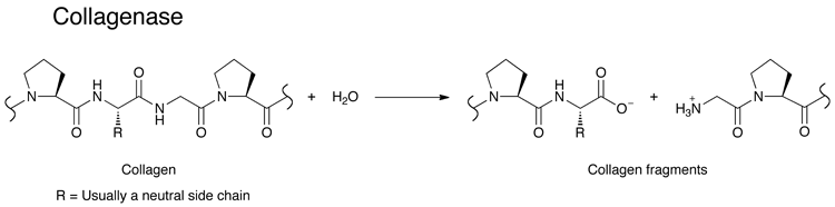 A Short Overview of the Virulence Properties of Bacterial Enzymes