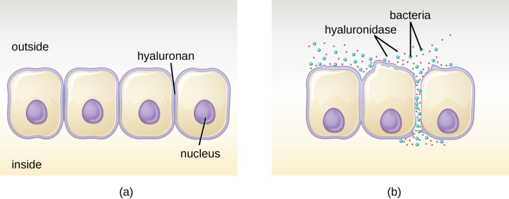 A Short Overview of the Virulence Properties of Bacterial Enzymes