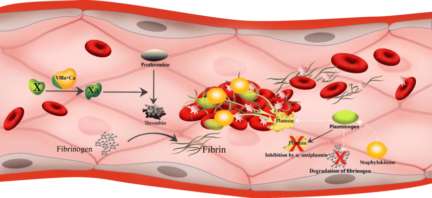 A Short Overview of the Virulence Properties of Bacterial Enzymes