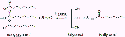 A Short Overview of the Virulence Properties of Bacterial Enzymes