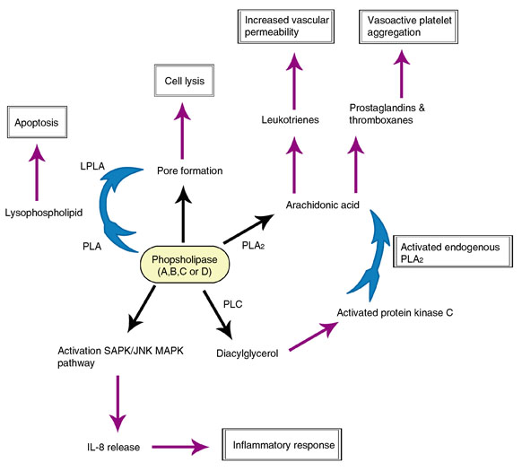 A Short Overview of the Virulence Properties of Bacterial Enzymes