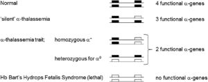 A Comprehensive Review of Thalassemia