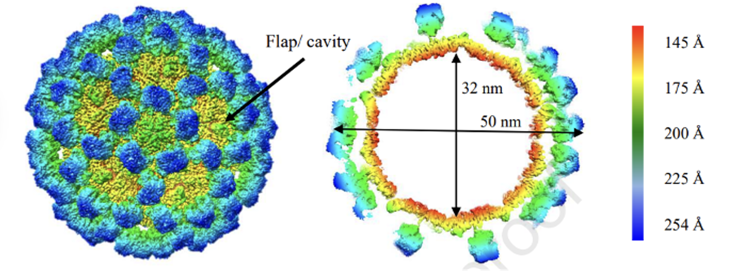 Identification of Bacterial-Virus Binding by Fluorescent Labeling