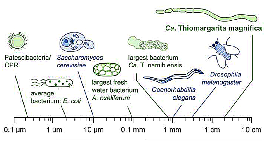 Thiomargarita magnifica, a bacterium visible to the naked eye, is a paradigm shift in microbiology, which previously dealt only with microscopic microorganisms. In 2022, this distinct bacterium was discovered and became known as the giant bacterium because it can be viewed with the naked eye. Surprisingly, most bacteria discovered until then were invisible, meaning they couldn't be seen with the naked eye. However, Thiomargarita magnifica's cell size, structure, and functionality were so unique that it was challenging to understand. Therefore, it emerged as a revolutionary breakthrough in microbiology.