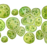 Production of Microalgae Cultivation in New Generation of Bioreactor